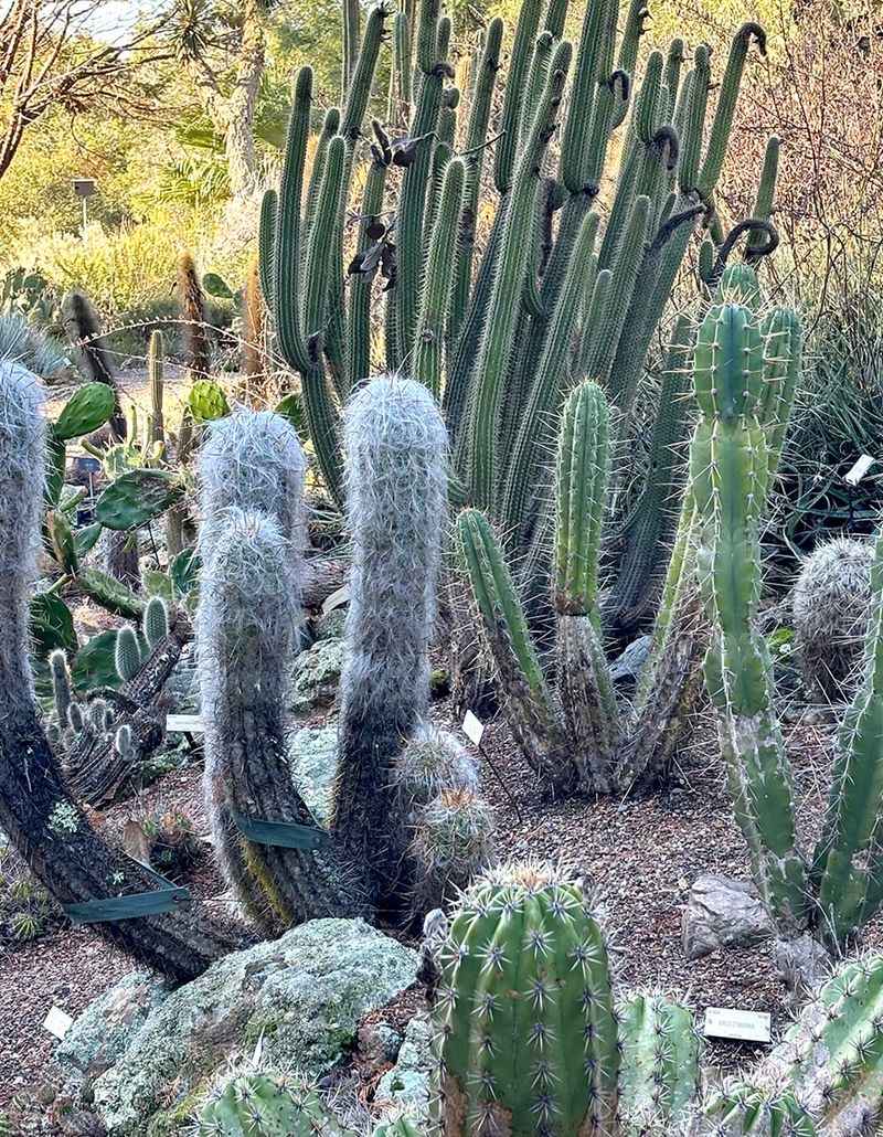 Desert House Showcases Drought-Adapted Wonders