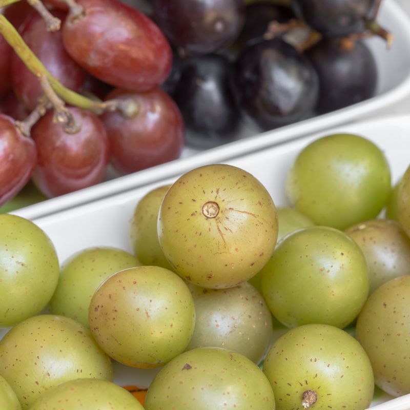 Scuppernong Grapes