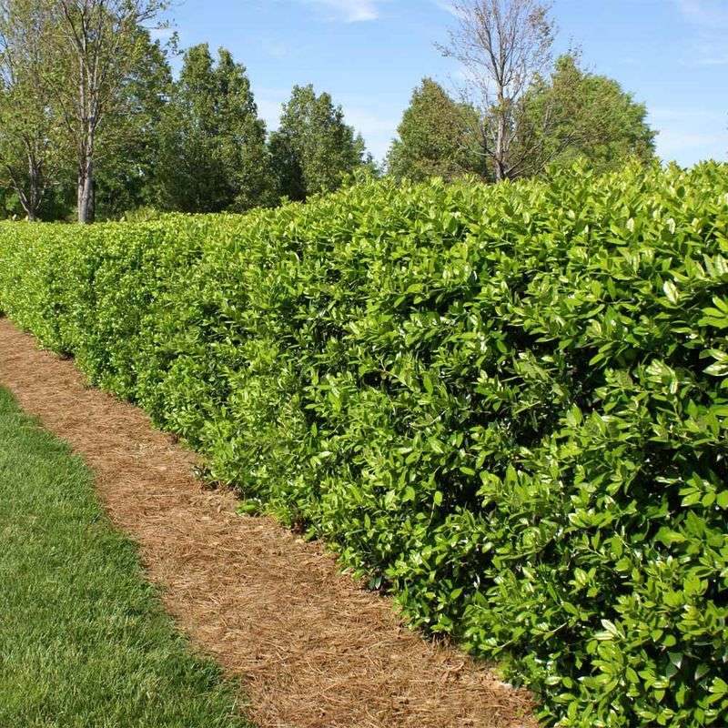 Dwarf Burford Holly
