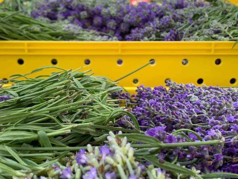 Lavender Products