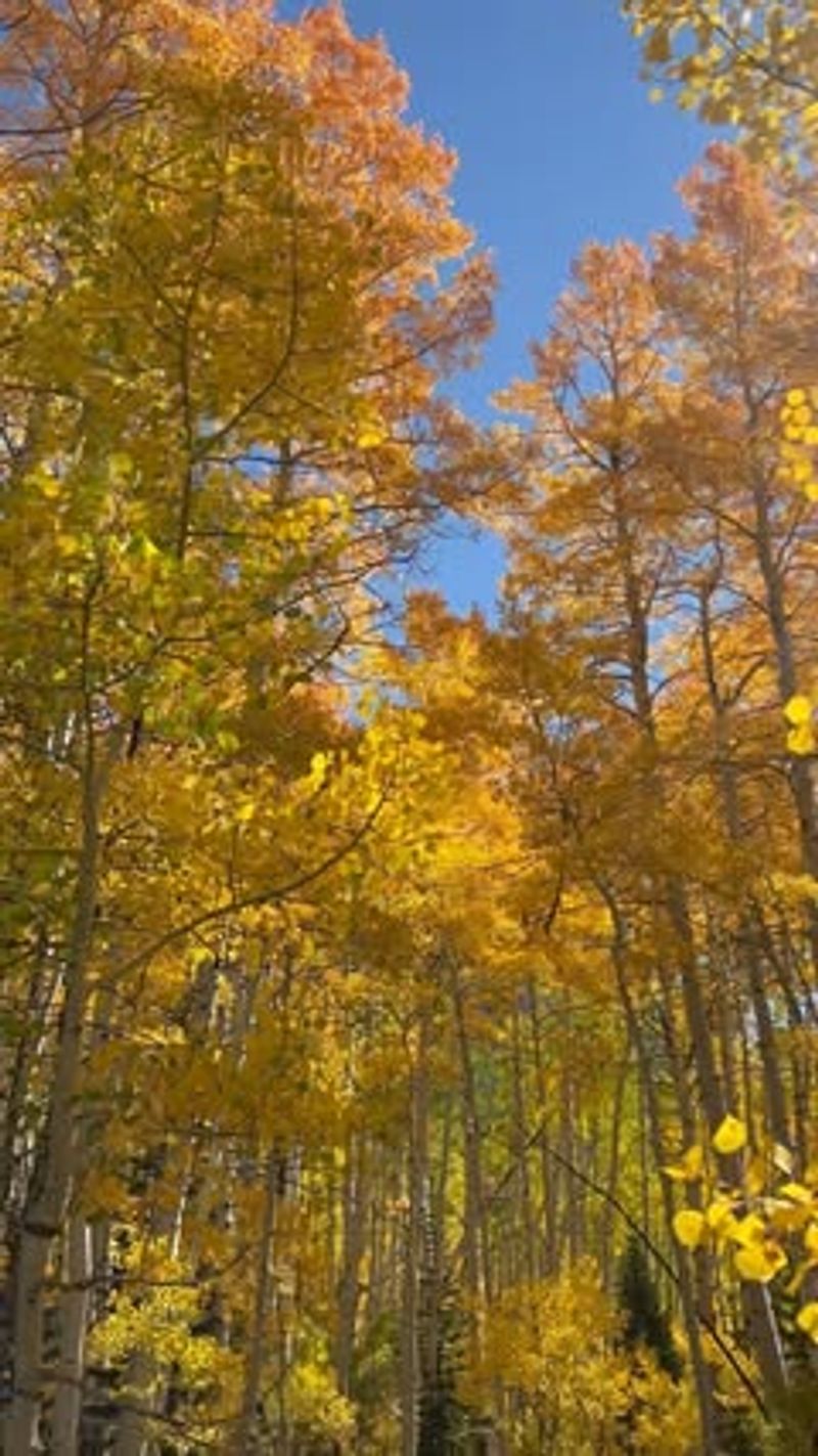 Steamboat Springs