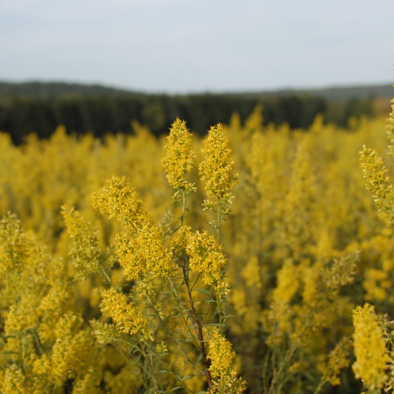 Goldenrod
