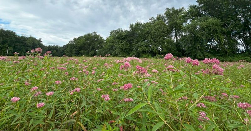 Milkweed Meadows