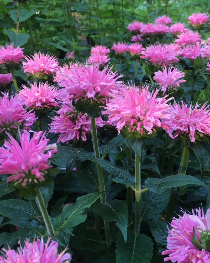 Bee Balm Bounces Back Better