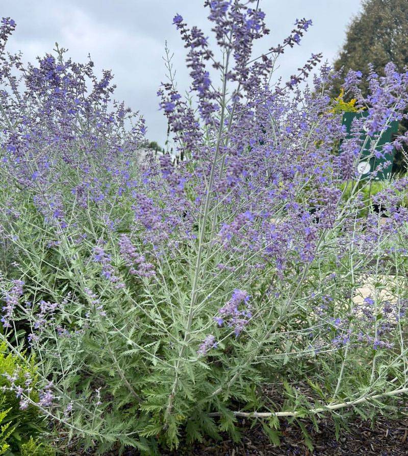 Russian Sage
