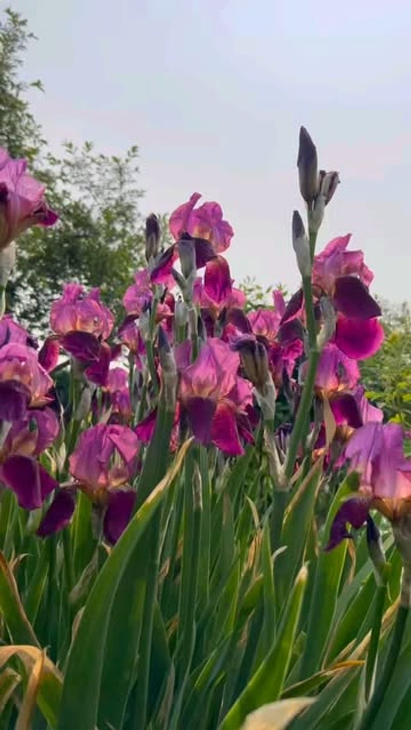 Iris