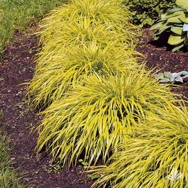 Japanese Forest Grass Suffers Summer Splits
