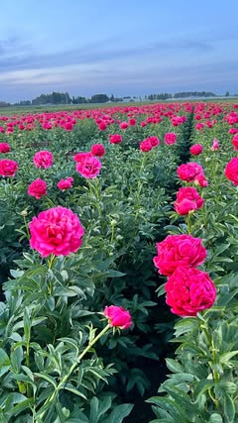 Peony