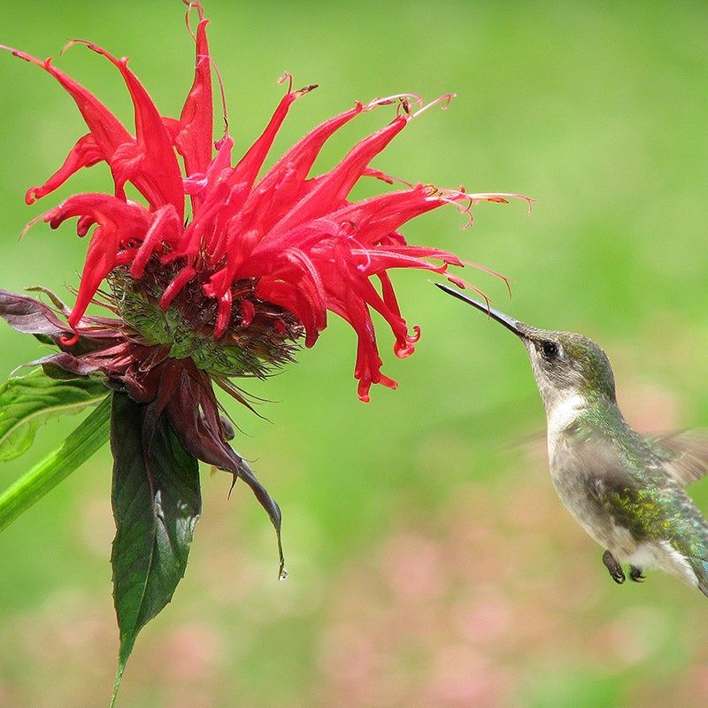 Bee Balm: Hummingbird Haven With Native Roots