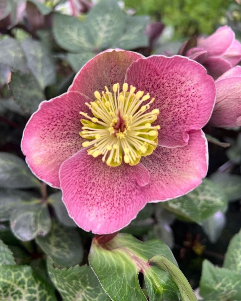 Hellebore: Winter's Quiet Hero
