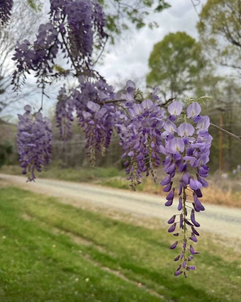 Thomasville