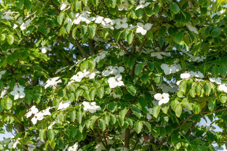 Dogwood (featured image)