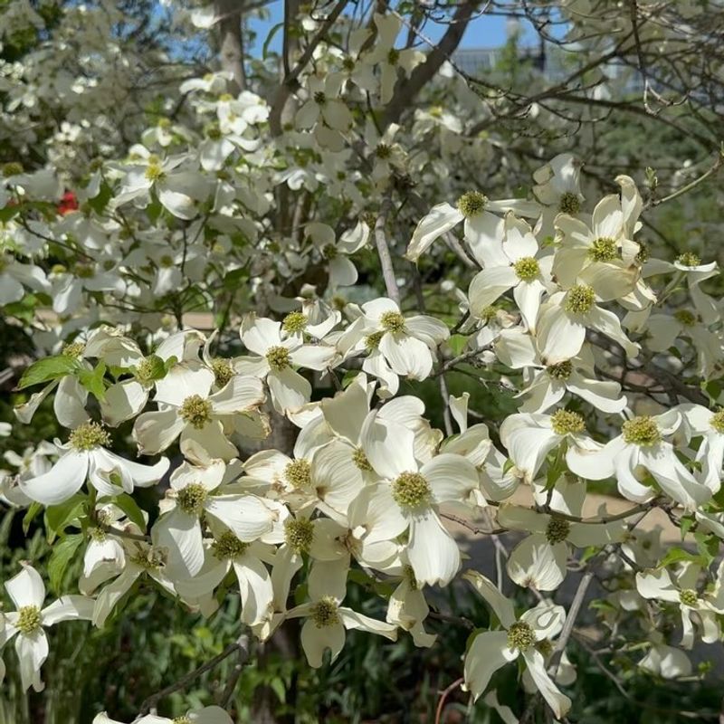 Flowering Dogwoods