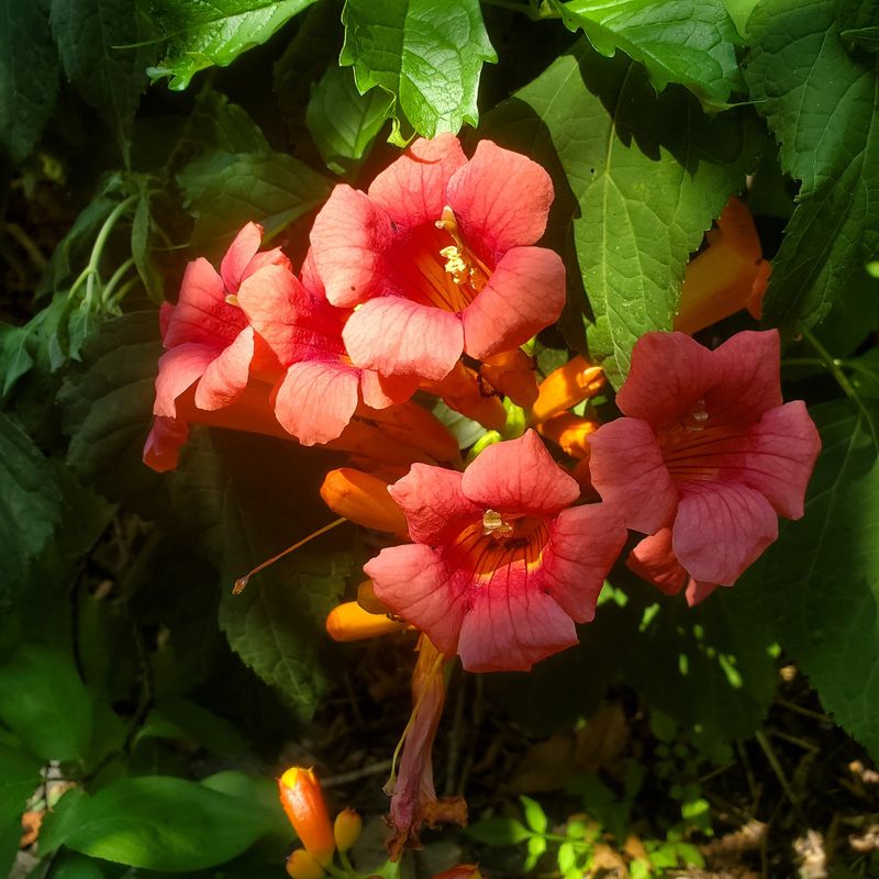 Trumpet Vine