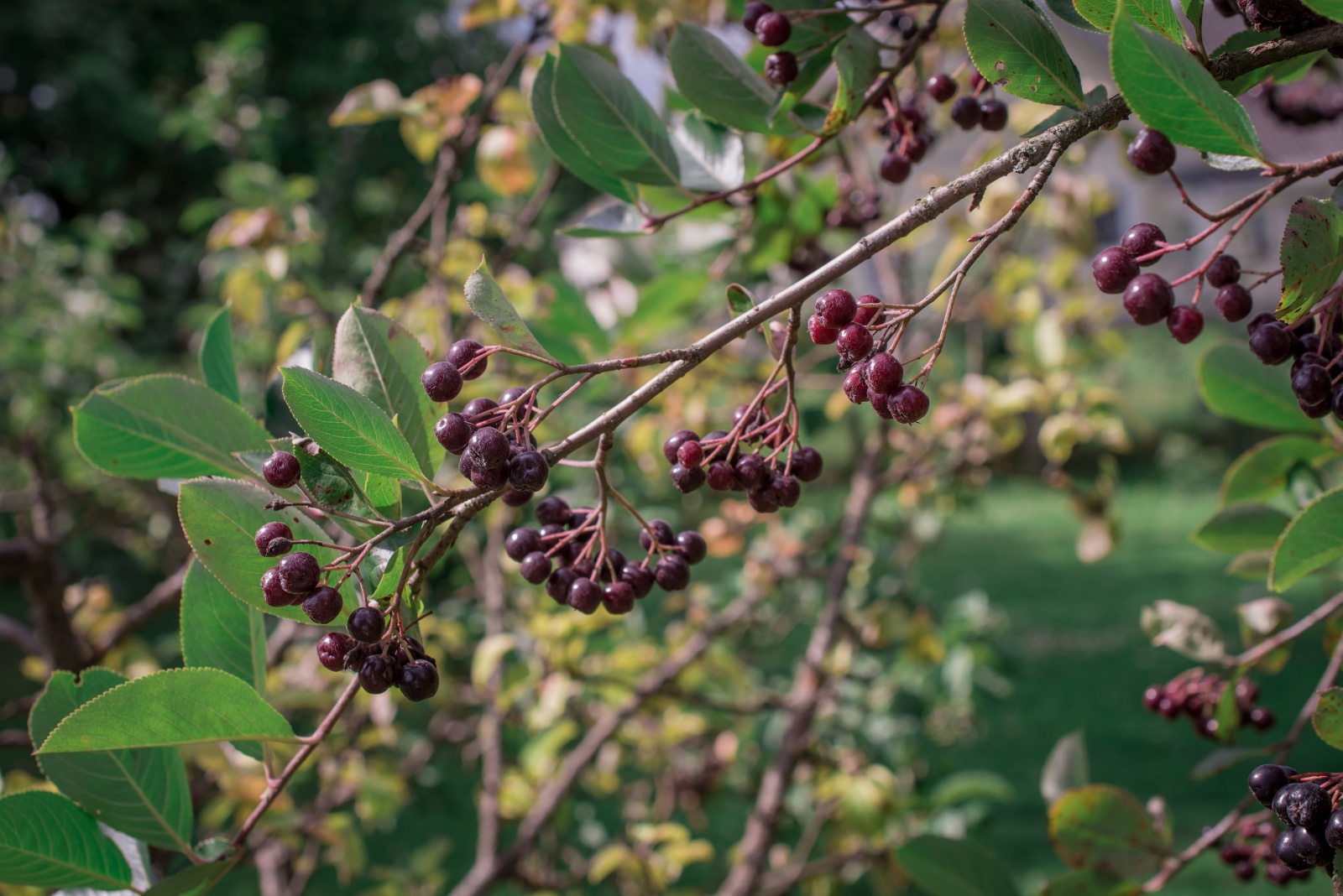Attracting Cardinals With The Right Winter Plants In Michigan