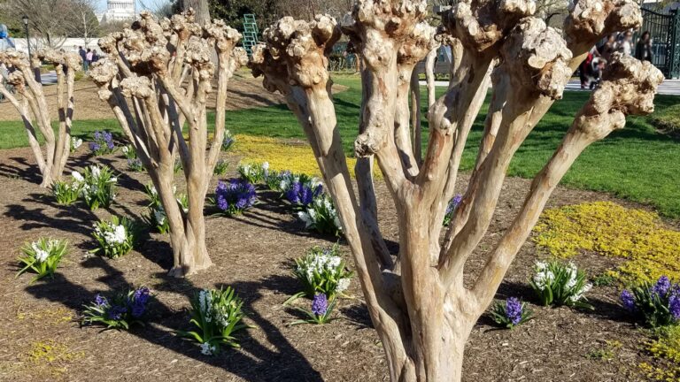 pruned crape myrtle
