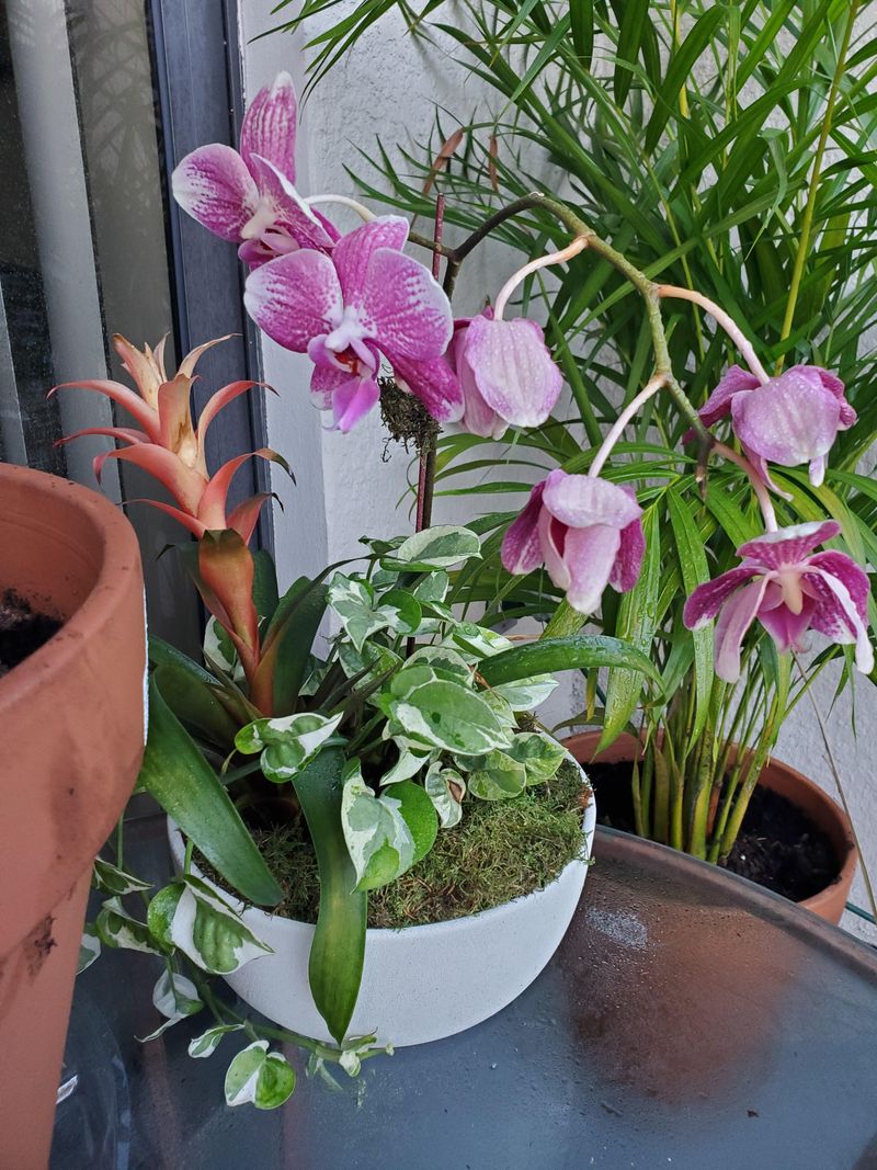 Repotting Timing Trick