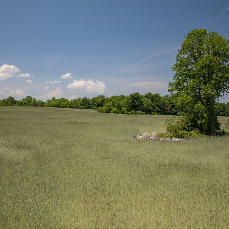 Skaneateles' Meadow Magic