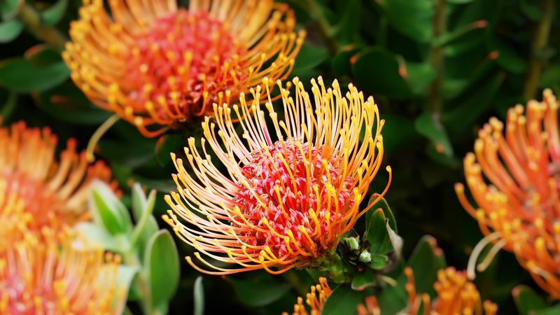 South African Garden: Fynbos And Veldt