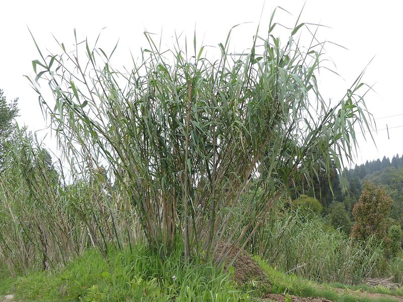Burma Reed
