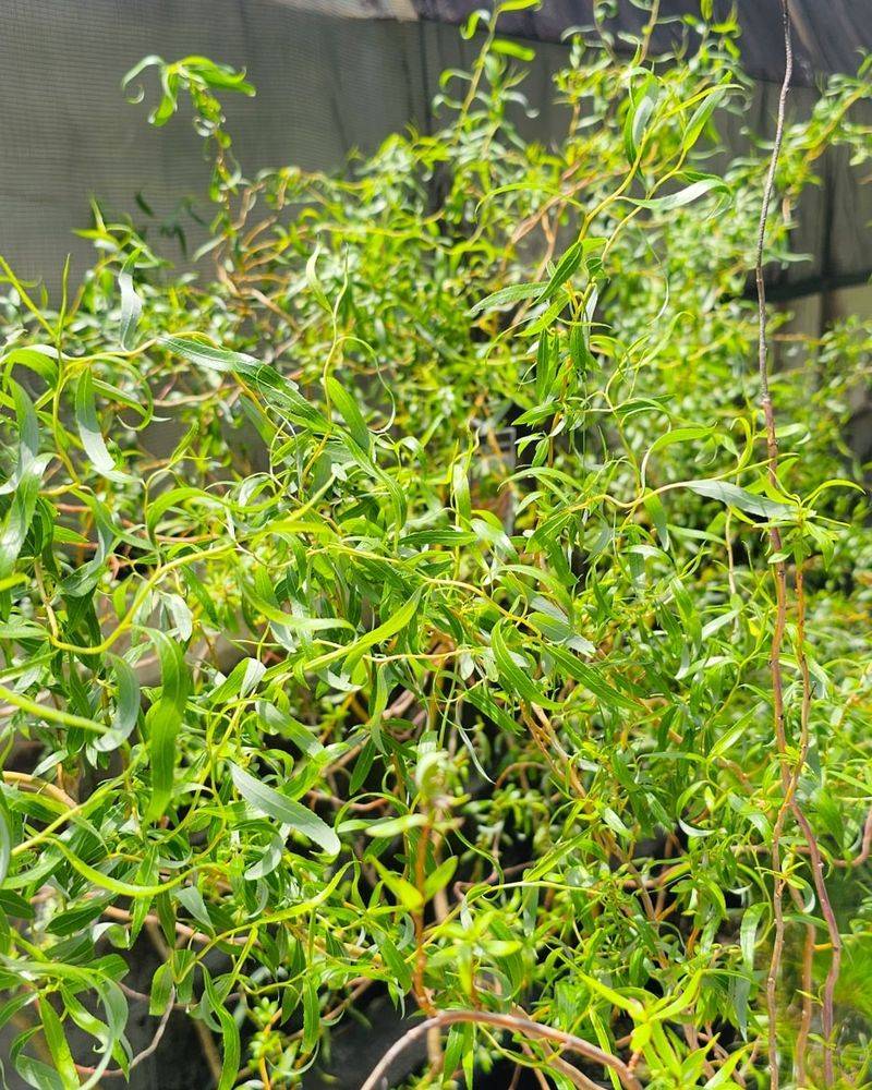 Weeping Willow