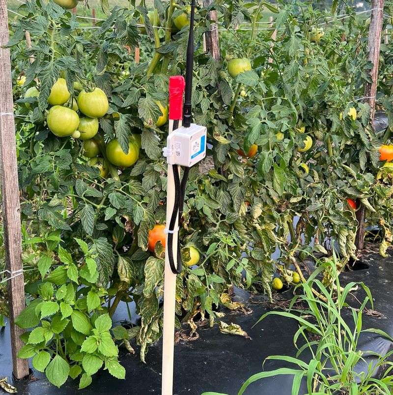 Plant Health Monitoring Cameras