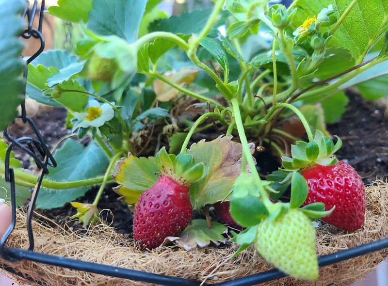 Strategic Harvest Timing