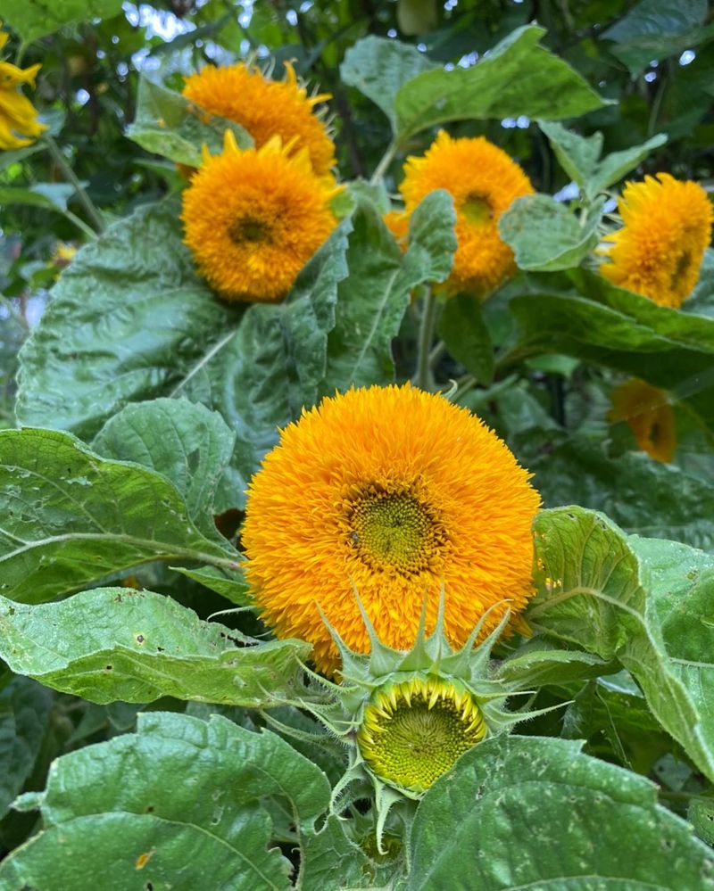 Teddy Bear Sunflower