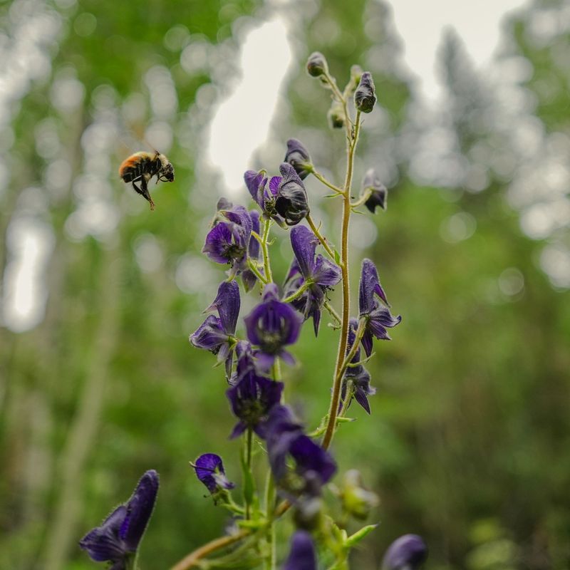 Monkshood