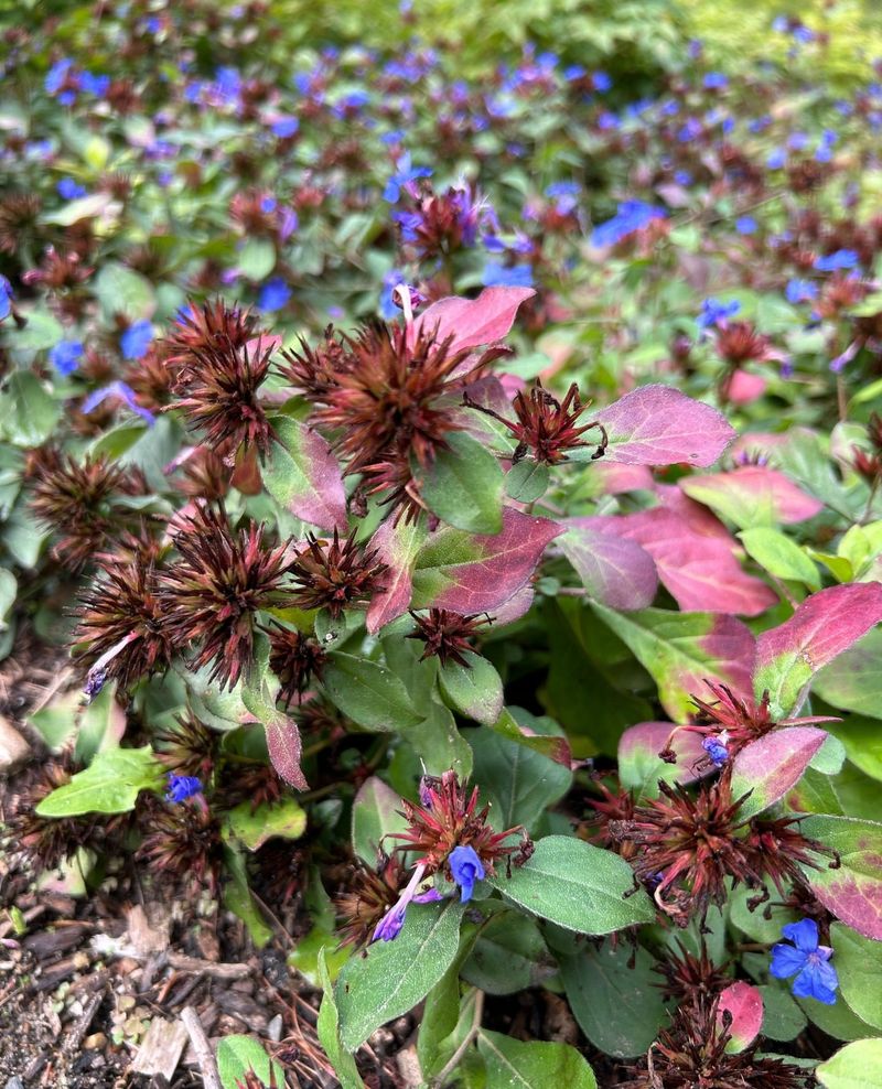 Leadwort