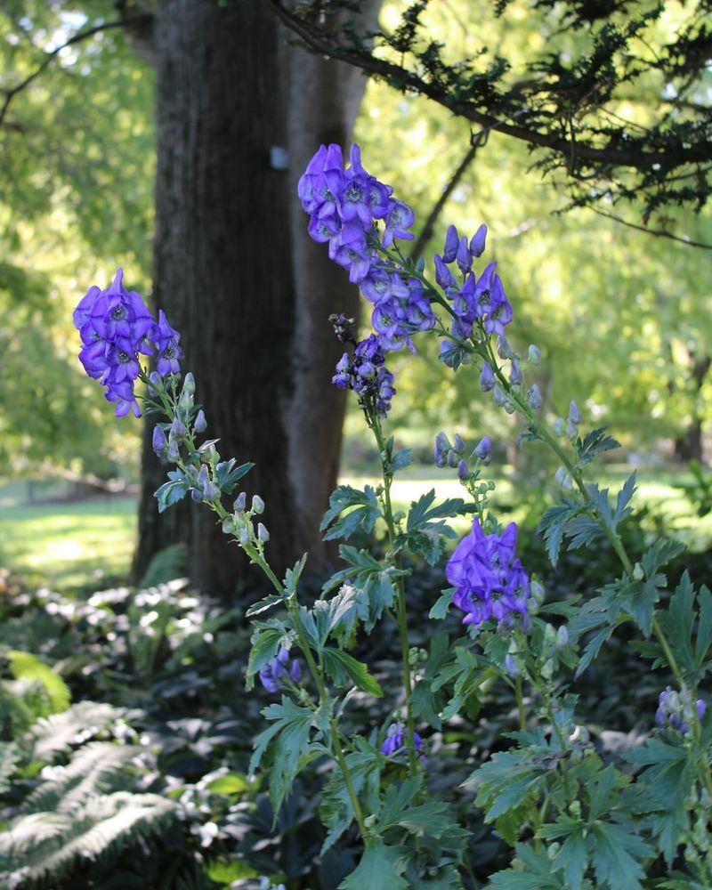 Monkshood