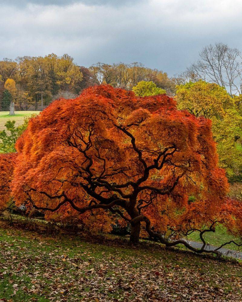 Japanese Maple
