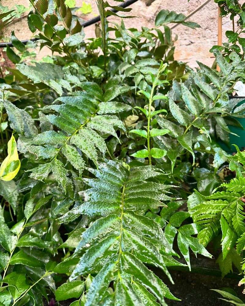Holly Fern (Cyrtomium falcatum)