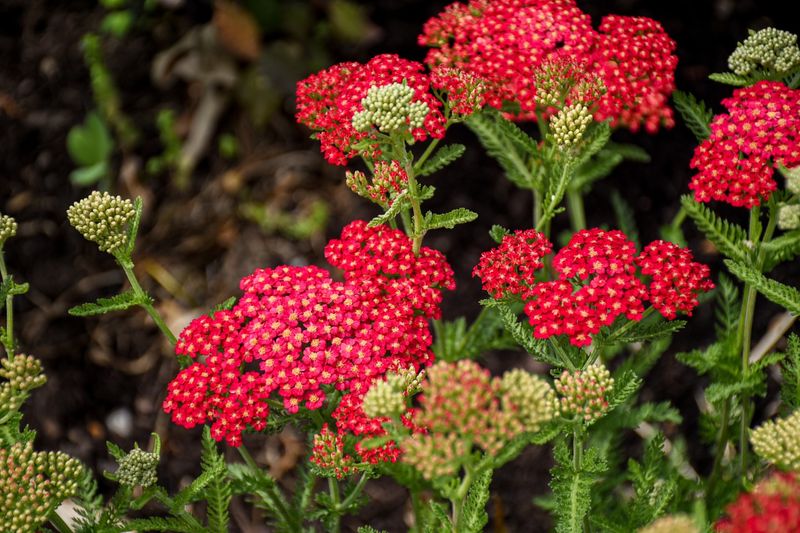 Yarrow