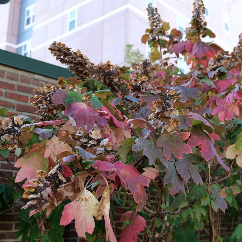 Oakleaf Hydrangea