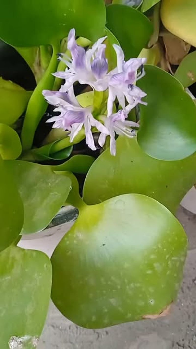 Water Hyacinth