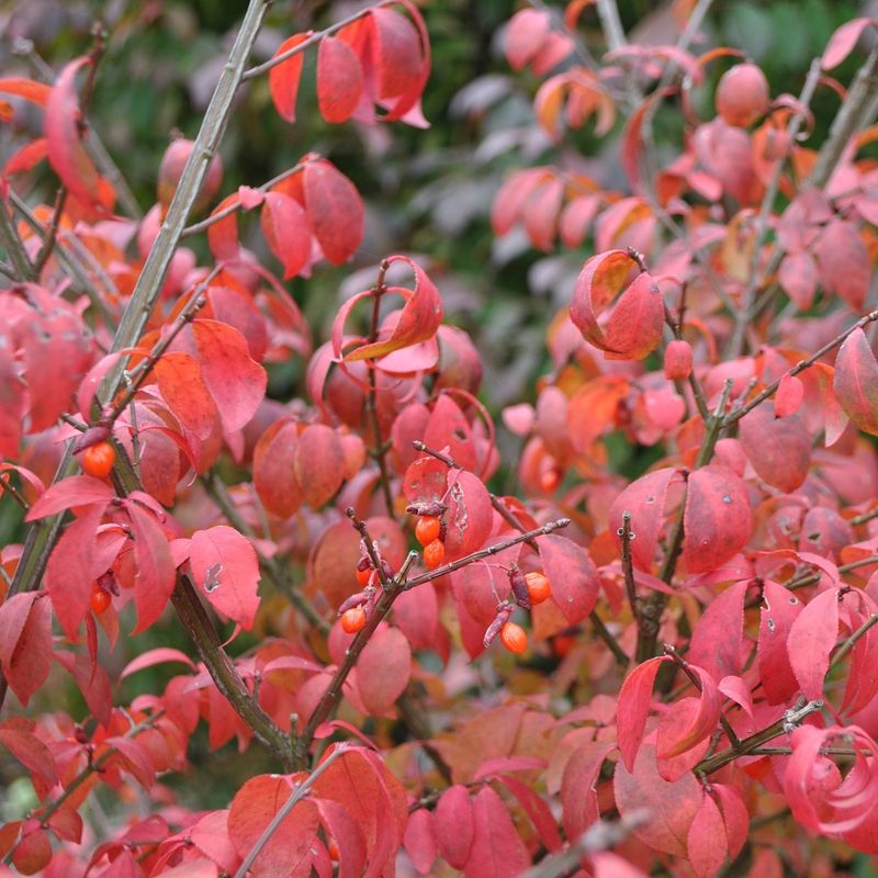 Burning Bush