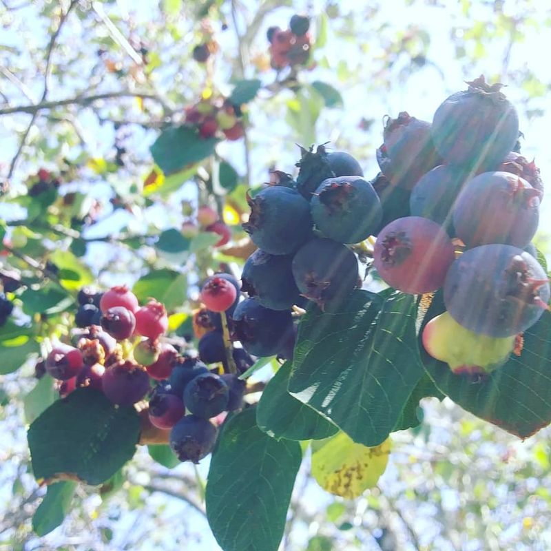 Serviceberry Satisfaction