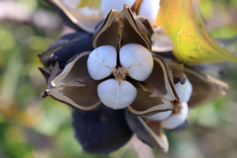 Chinese Tallow Tree (Triadica sebifera)