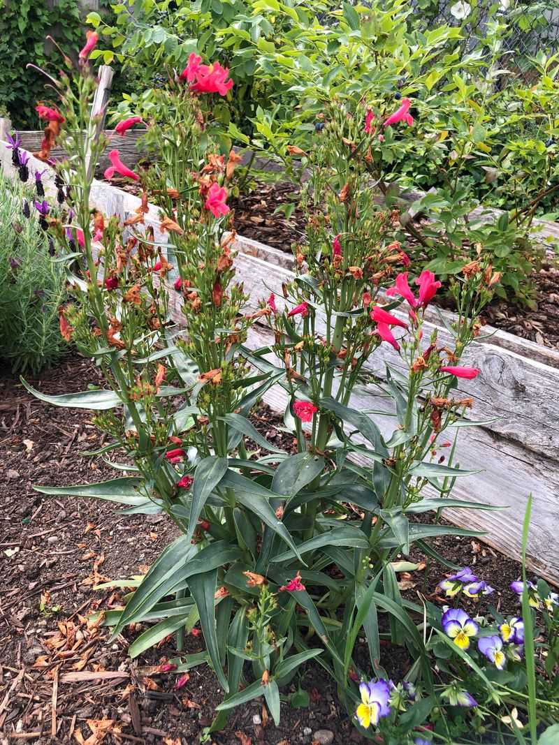 Penstemon