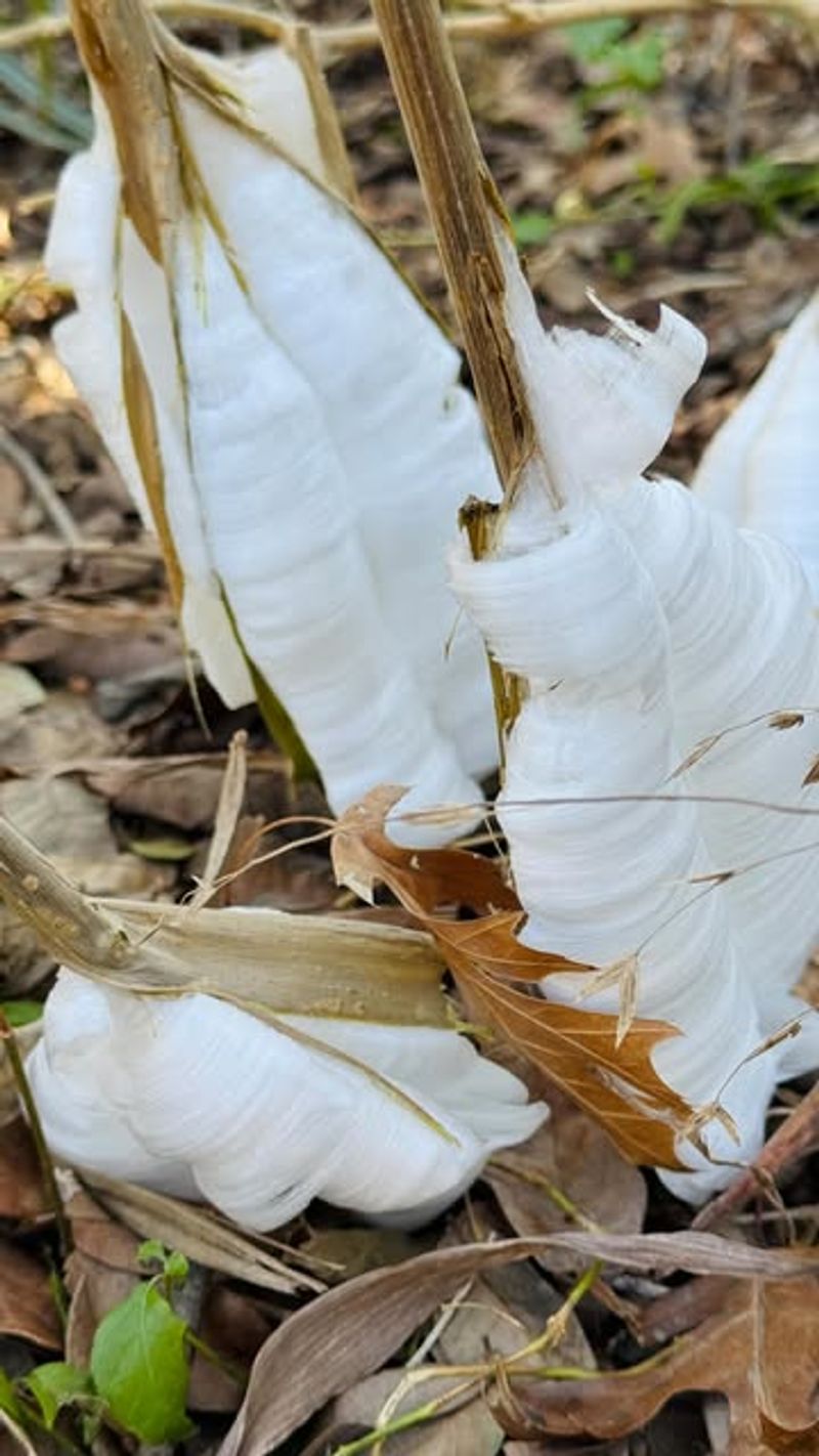 Frostweed