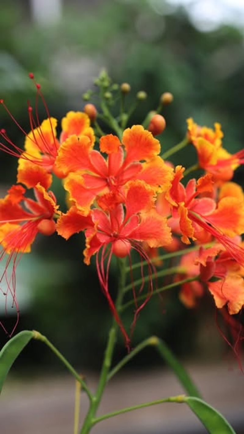 Pride of Barbados