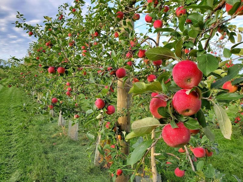 Lincolnville, Maine's Hidden Orchard Paradise