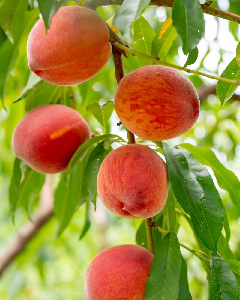 Peach