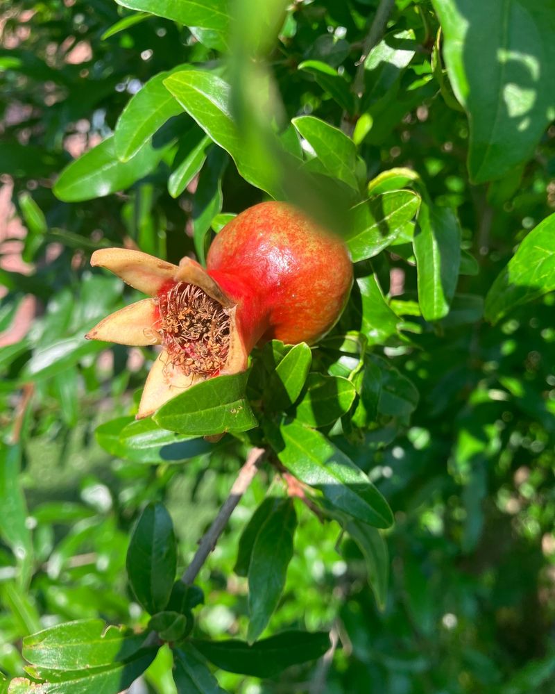 Pomegranate: Ancient Fruit, Modern Appeal