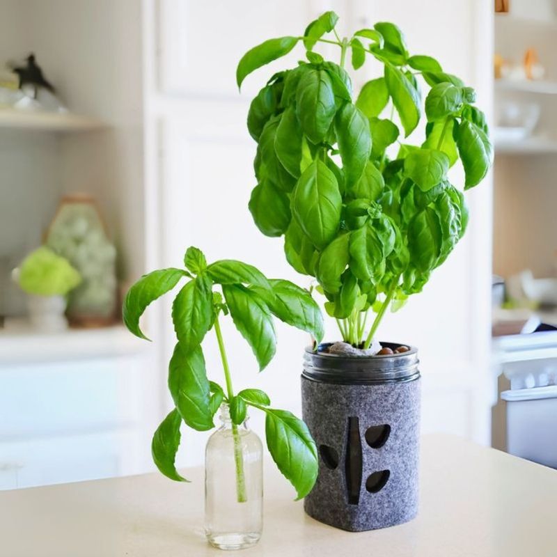 Basil: Italian Sunshine in Any Room