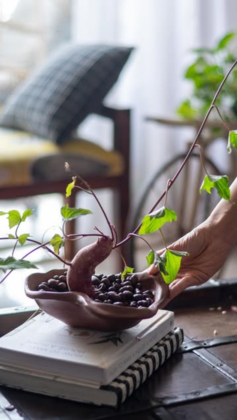 Sweet Potato Vines