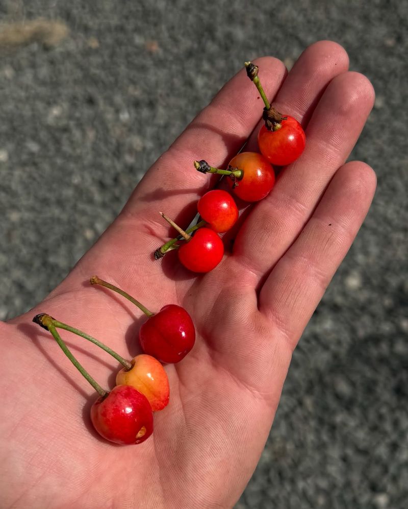 Cherry