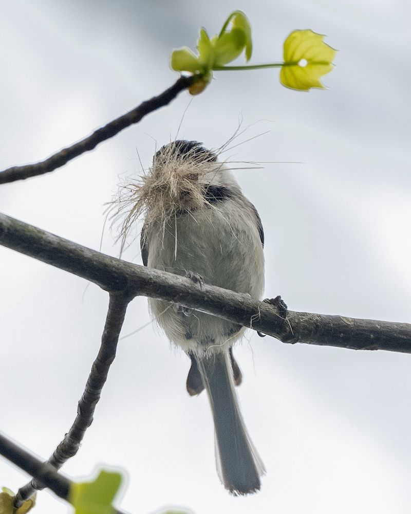 Provide Nesting Materials