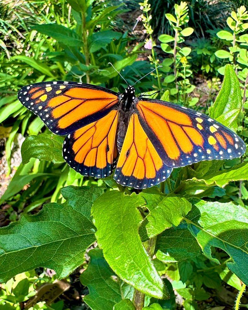 Provide Sunning Spots